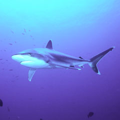 Pet Shark